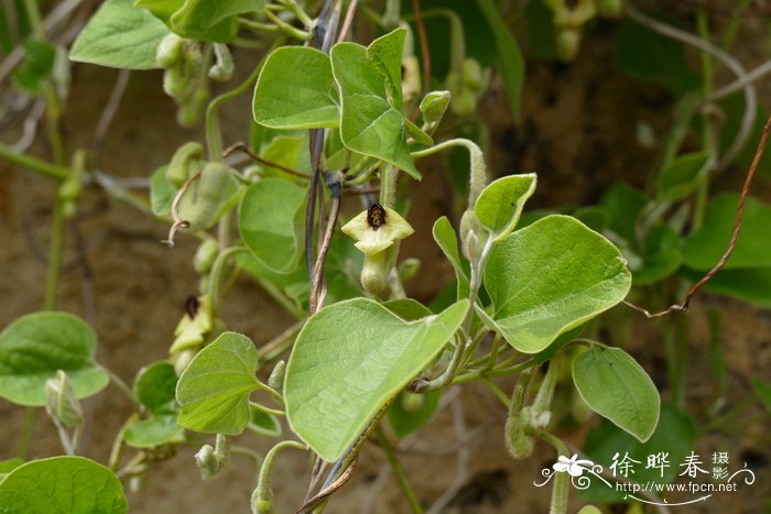 桂花结果