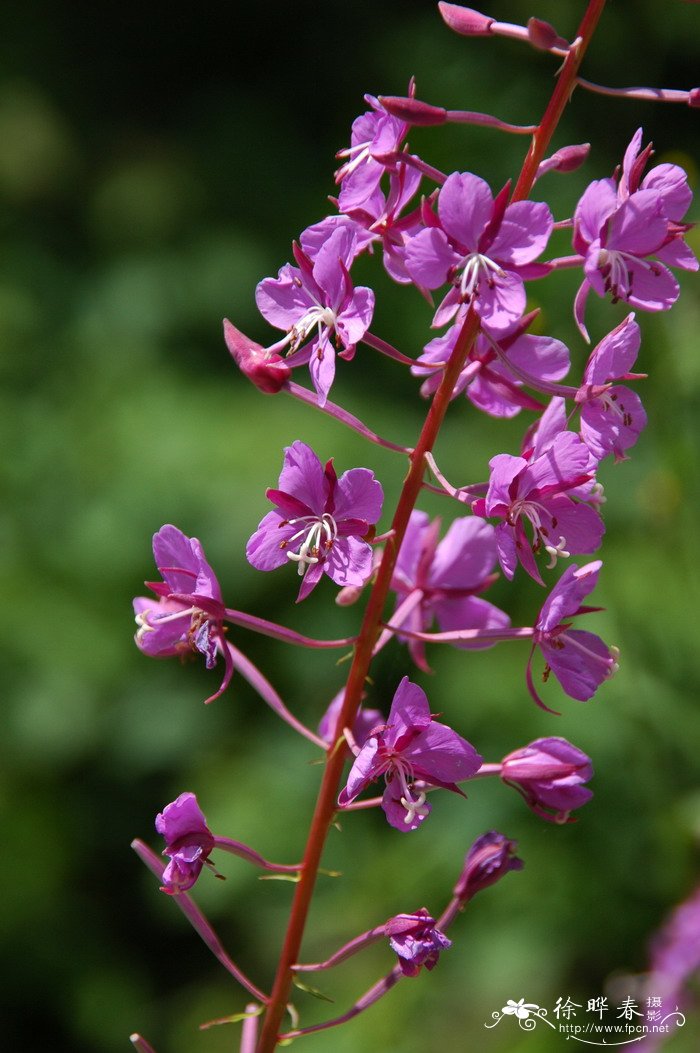 油菜种植