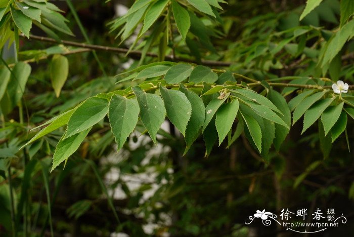 野蔷薇花语