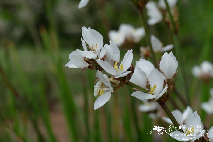 蓬莱松盆景图片