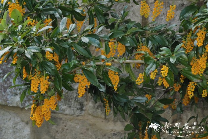 芍药是白芍还是赤芍