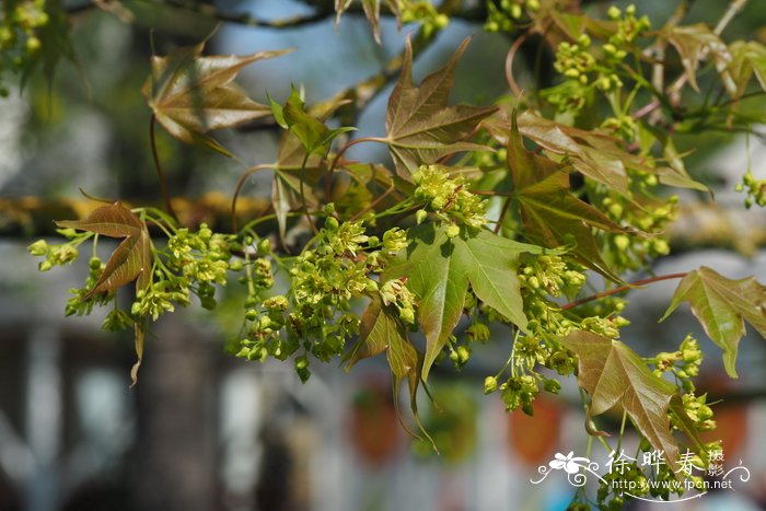 西安鲜花配送