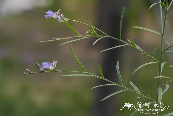 香港花是什么花