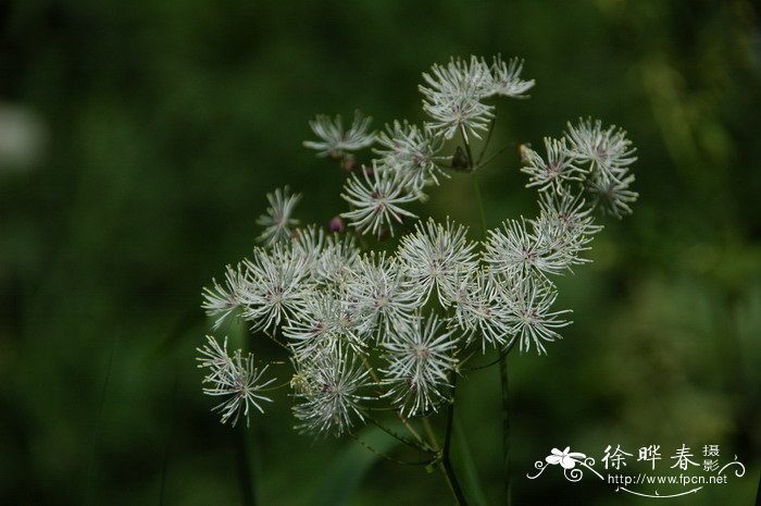 含羞草资料