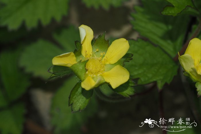 野三七图片植物图片