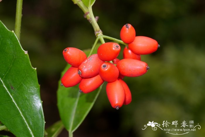 中国八大剧毒植物