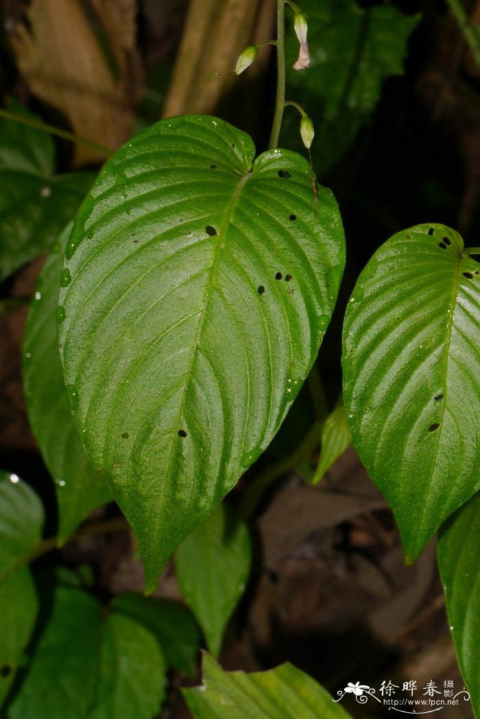 冬季里最耐寒的15种花卉