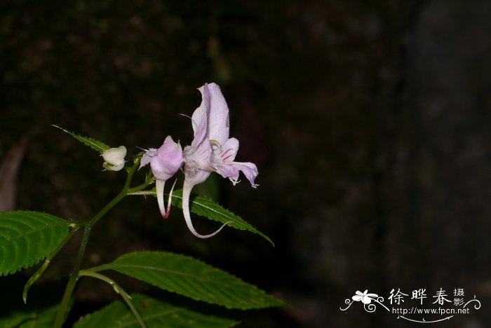 栀子花根