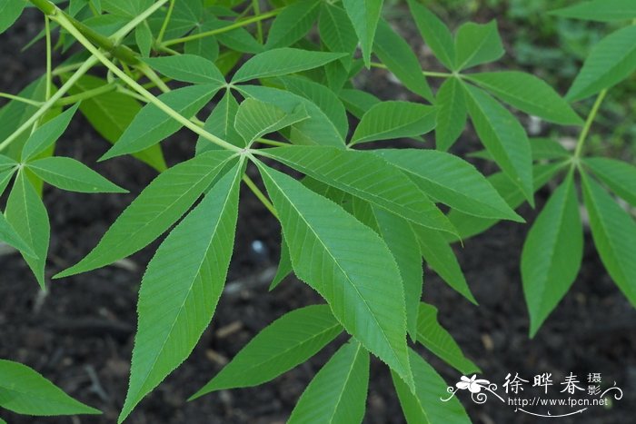 郑州鲜花预定