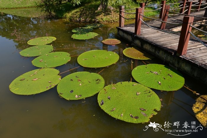 杜若花