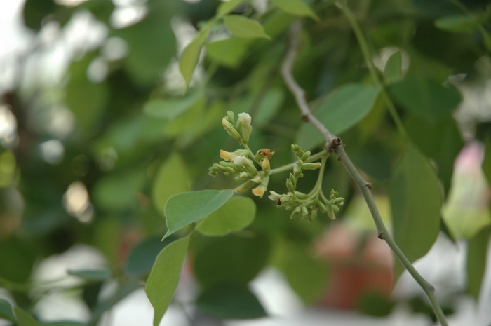 鲜花 价格