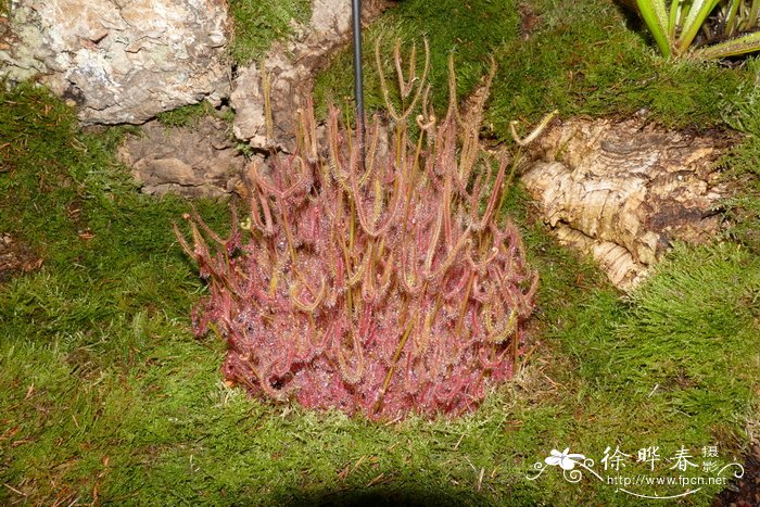 麦冬的图片 植物图片