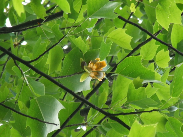 阳台花卉