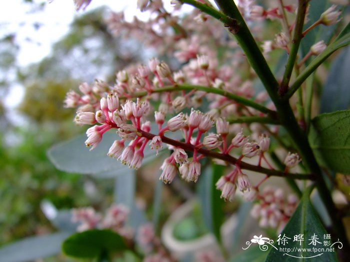 适合睡房养的植物排名