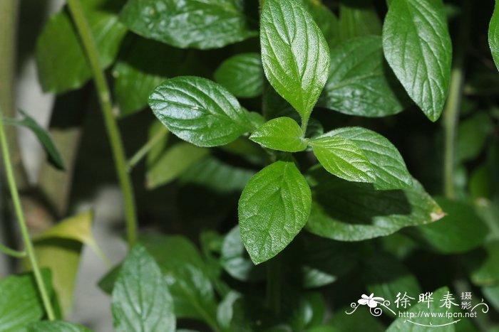 三七图片植物图片