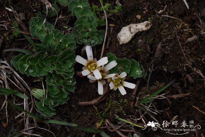 桂花花苗