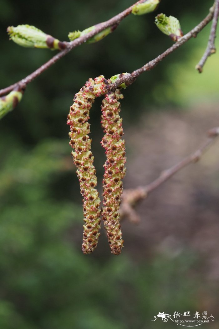 栀子花介绍