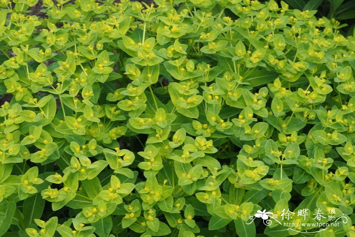 农村种植好项目