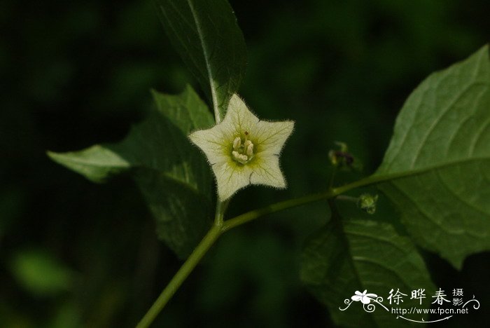 浮叶植物