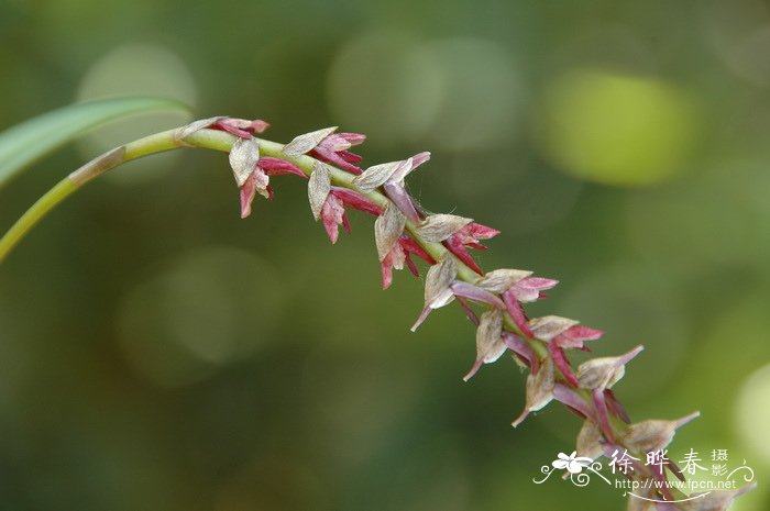 香槟玫瑰花