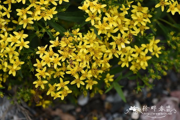 芥菜俗名叫什么