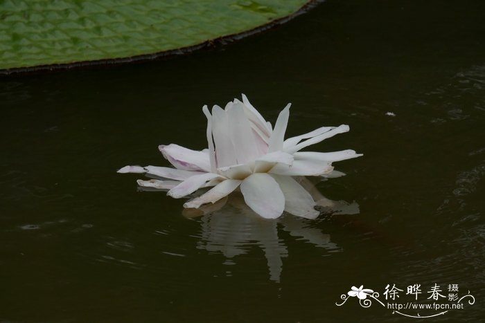 寒富苹果