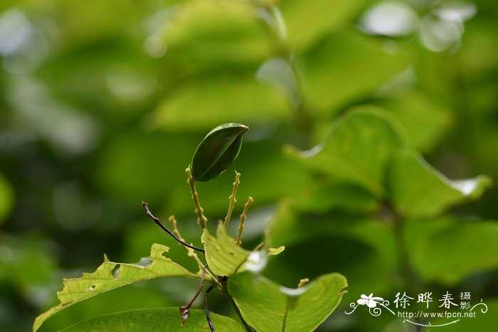 过期牛奶可以浇花吗