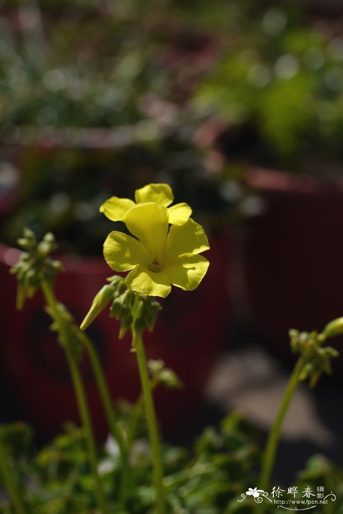 长寿冠海棠一年开几次花