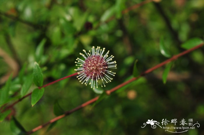 发财树的养殖方法