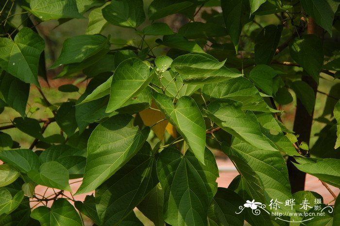 百合花寓意是什么意思