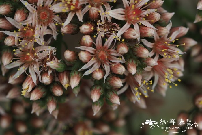 丁香花图片