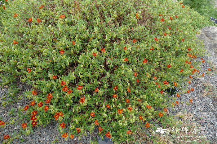 百合花的种植时间方法