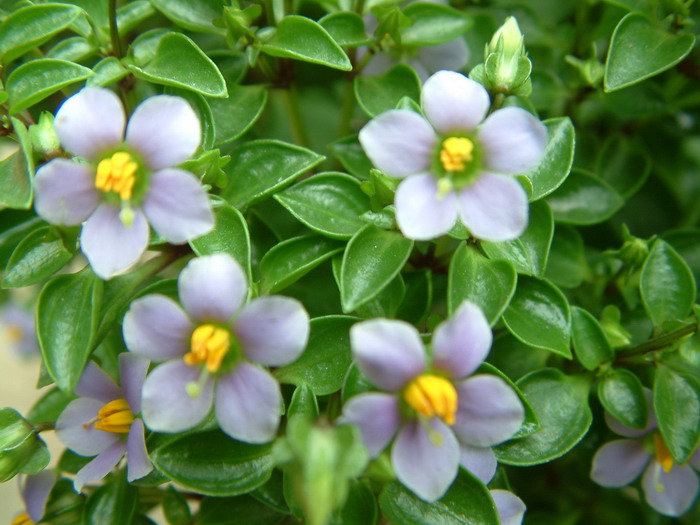 青岛北宅樱桃节