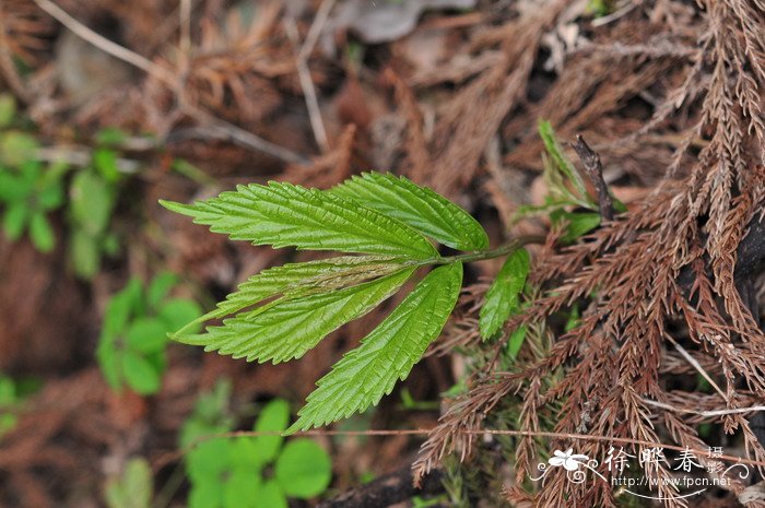 绿植花卉图片大全及花名