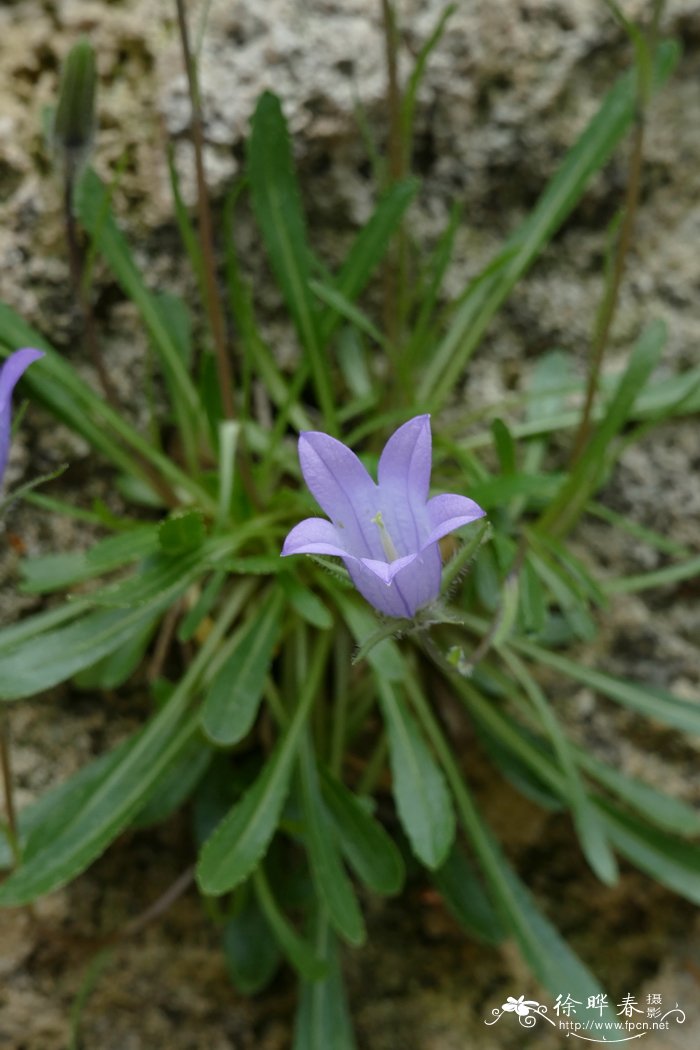 向日葵什么季节开花