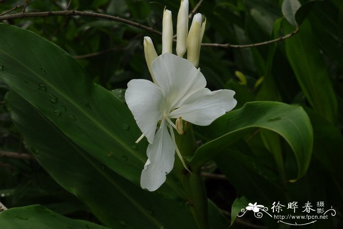 植物种子传播的方法