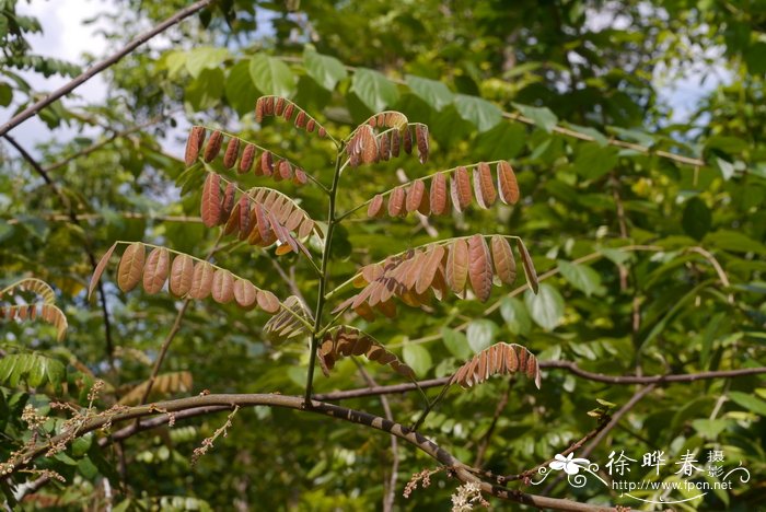 教师节送老师什么花合适