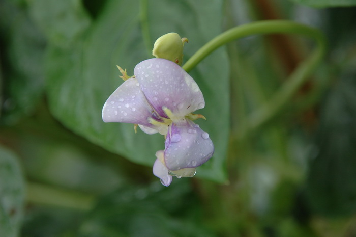 成都定鲜花