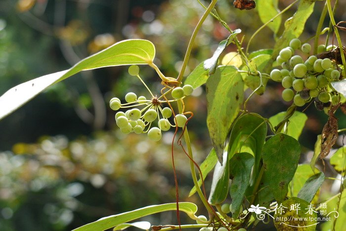 番茄的种植