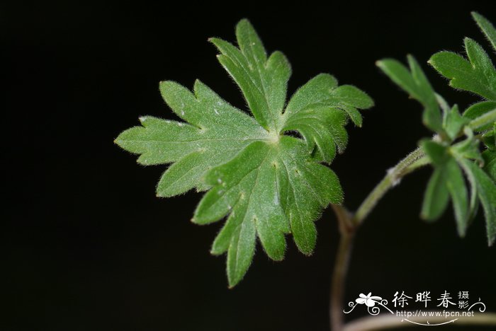 山竹是哪里产的