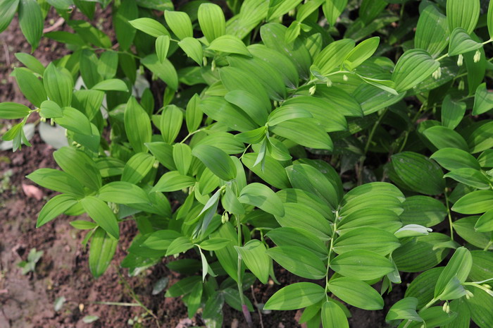 栀子花根