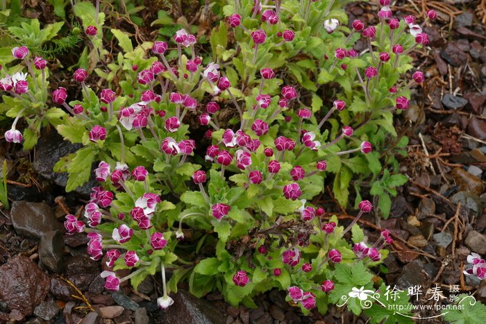 李子树的花