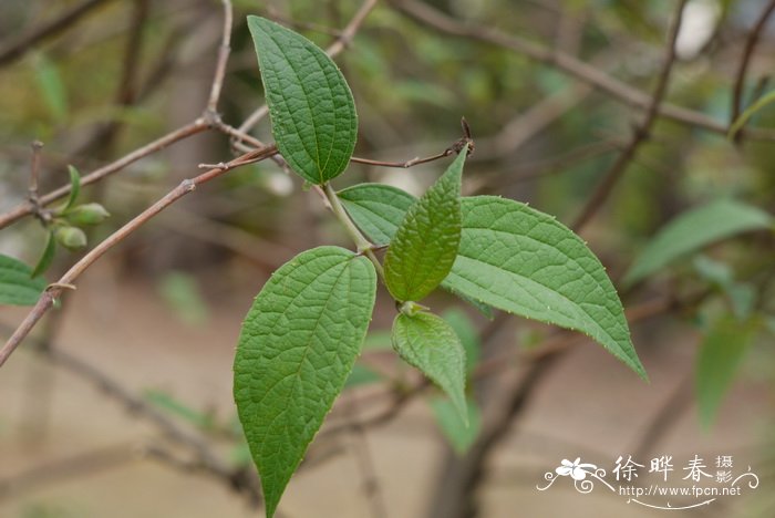 适合睡房养的植物排名