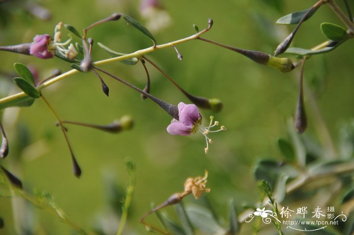 惠州市花