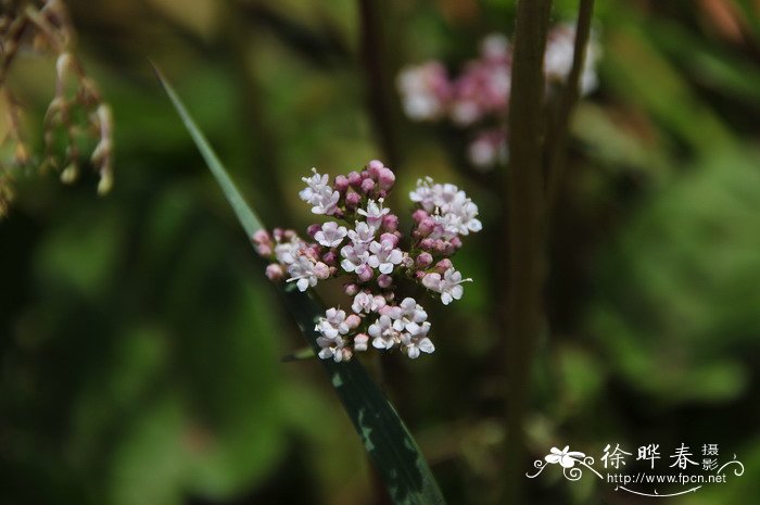 椿树图片