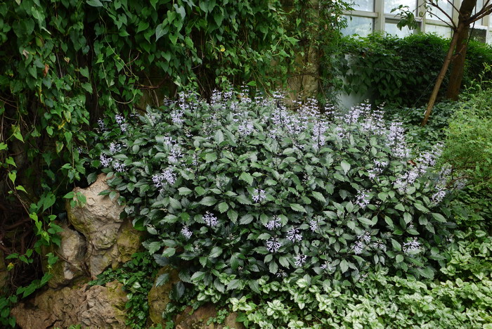 除甲醛植物