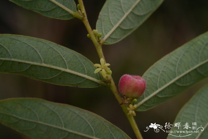 草茉莉