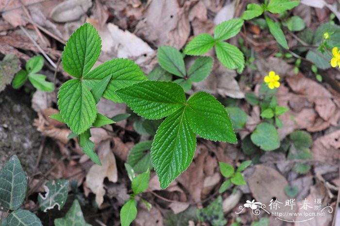 牵牛花是什么季节开的