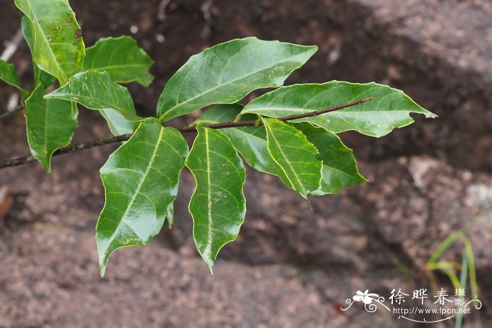 红掌不开花是怎么回事