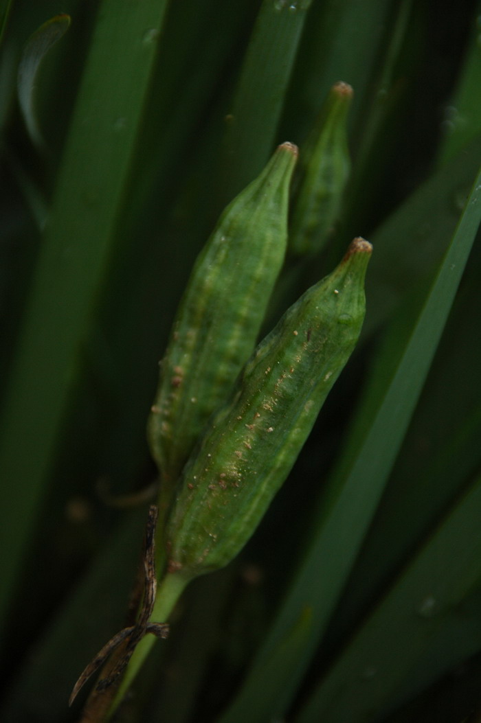 小葫芦种子的种植方法和时间